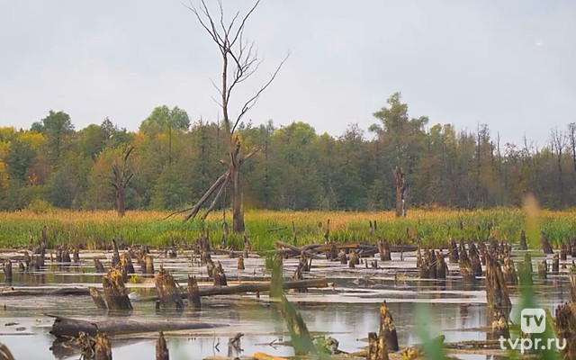 Осень на болоте