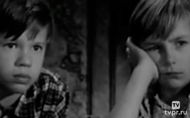 Птицы над городом