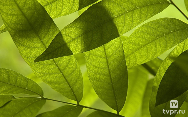 Самые причудливые брачные ритуалы природы