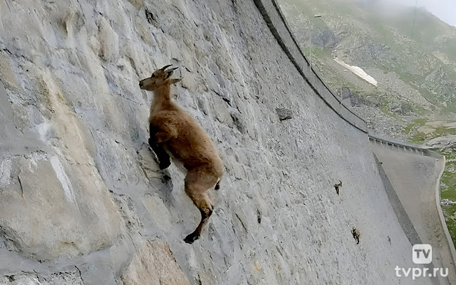 Животные с супер способностями