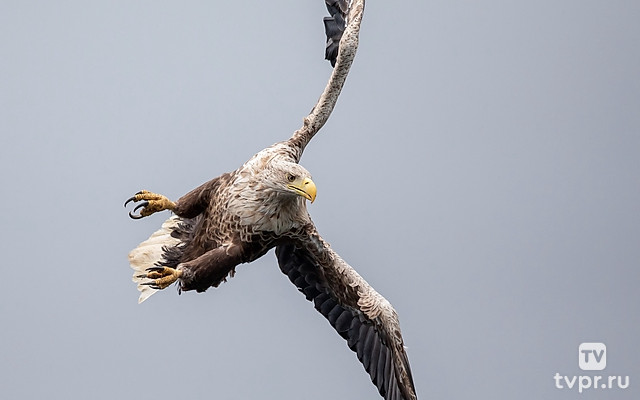 Белохвостый орлан