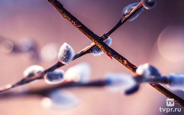 Вербное воскресенье
