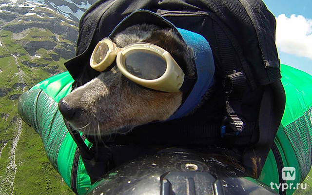 Кто сказал, что собаки не летают?