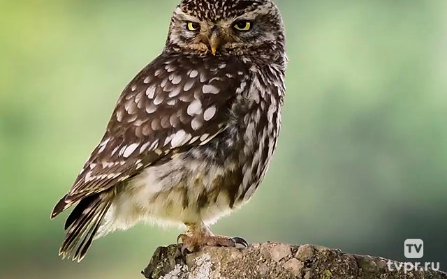 Царство маленькой совы