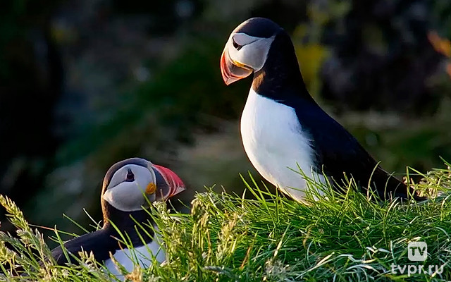 Исландия. Заповедник птиц тупиков