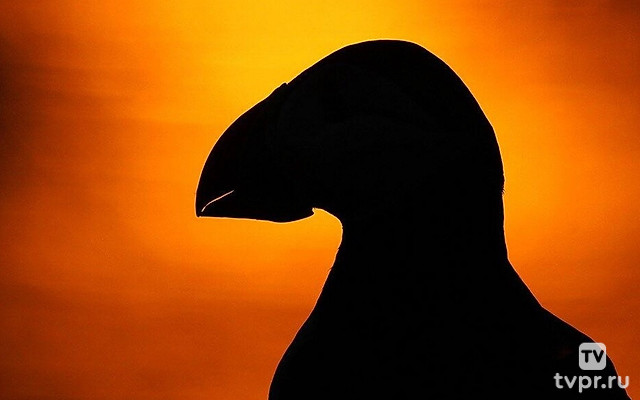 Дикая Шотландия