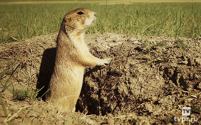 Однажды в прерии