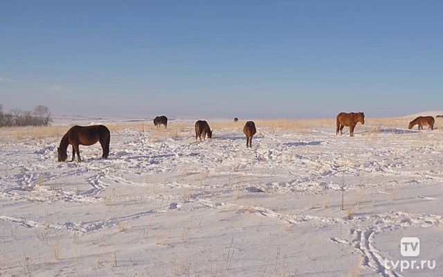 Лошади у горы Сатыр-Тау