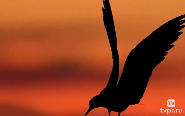 Чудо творения