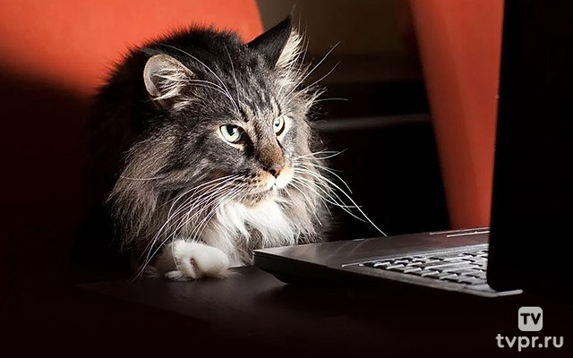 Коты - животные, нарушающие законы природы