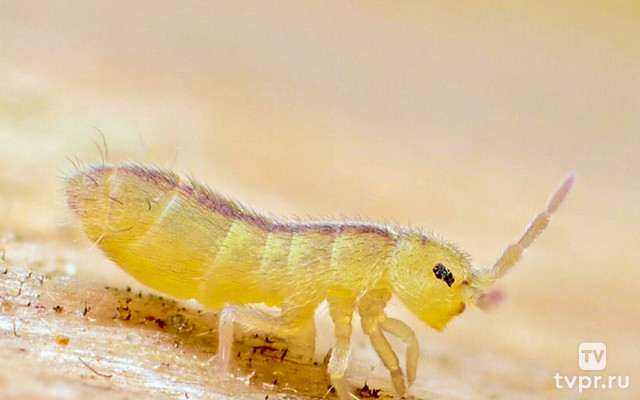 Ногохвостки: Тайные солдаты земли