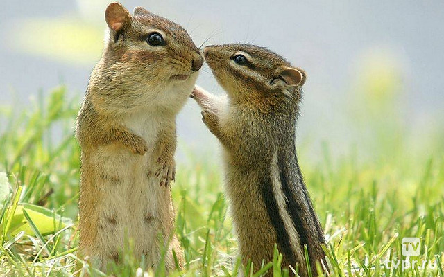 Как общаются животные