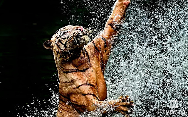 Хищные инстинкты