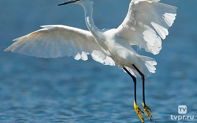 Зимние птицы