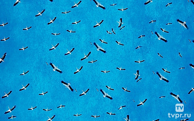 Дикая природа: сила множества