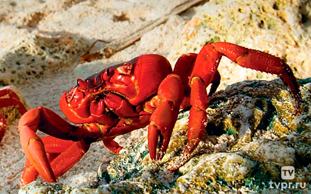 Таинственная миграция красных крабов