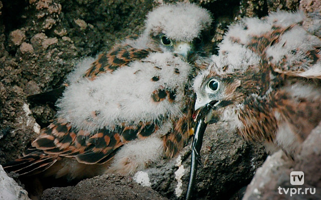 Дикие острова Лансароте