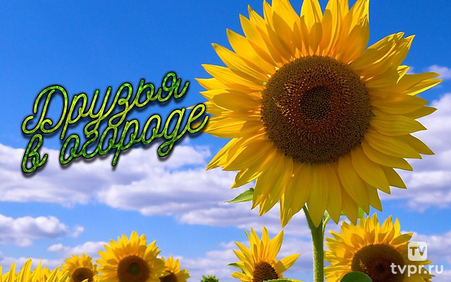 Друзья в огороде