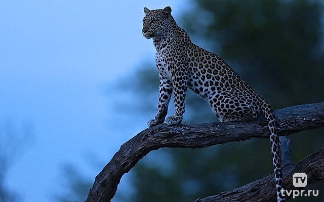 Животные ночью