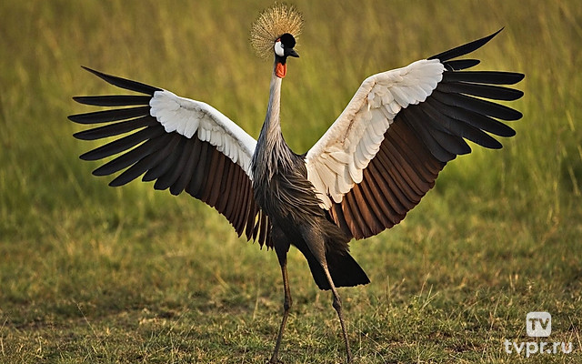 Захватывающие птицы Восточной Африки