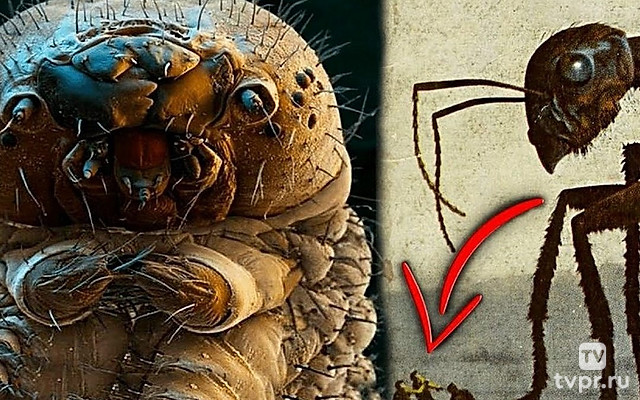 Главная тайна насекомых! О чём нам не договаривают биоинженеры?