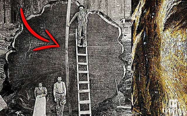 Зачем это прячут от людей? Самый древний лес в мире!