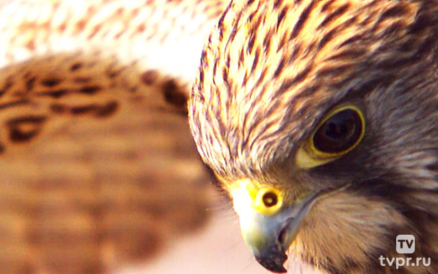 Рассказы о птицах-охотниках