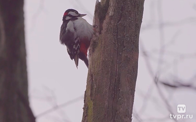 Большои пестрый дятел