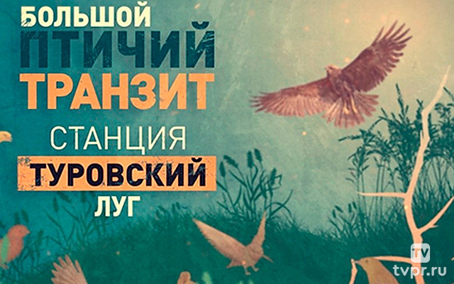 Большой птичий транзит. Туровский луг