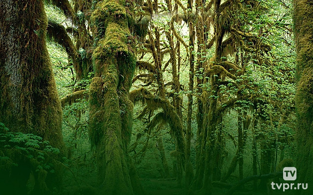 Индия 3D: Национальный парк Канха