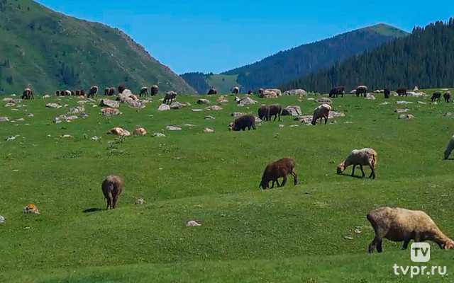 Барашки в Григорьевском ущелье Киргизия