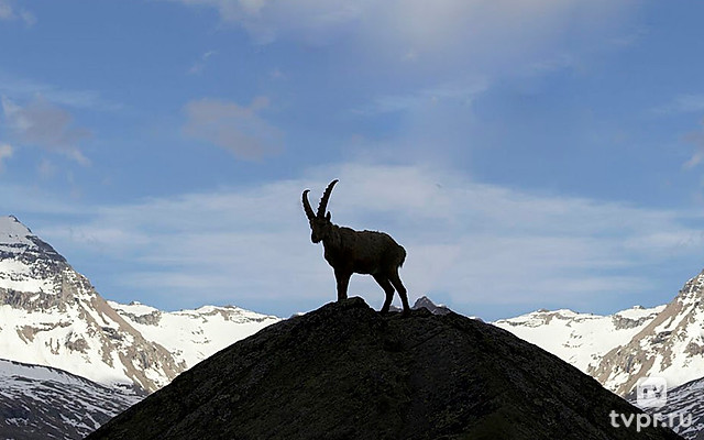 Ibex: Acrobats on the rocks
