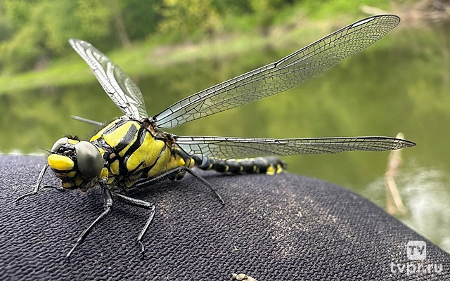 Неожиданные поимки в ручье