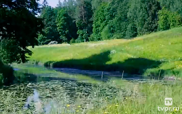 Цветы на лугу