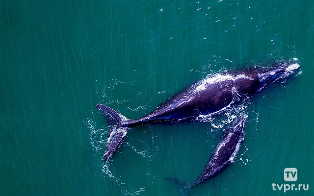 Спасение южного кита