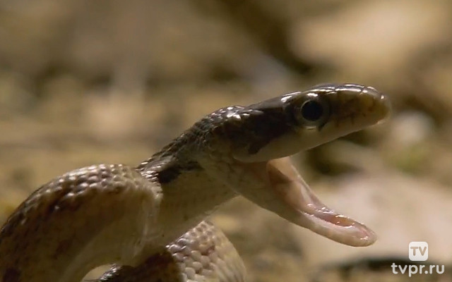 Мысли дикой природы