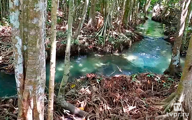 Ручей в тропическом лесу