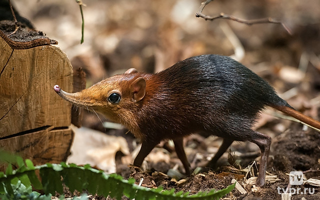 Слоновья землеройка: дух леса