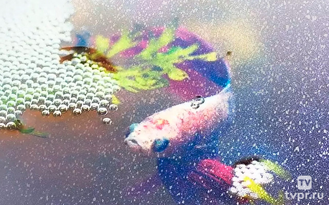 Дикий разум