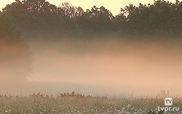 Одуванчики