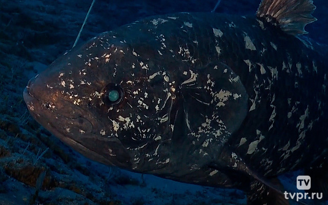 Дайвинг с целакантом