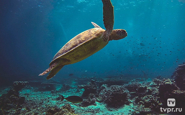 Синие просторы