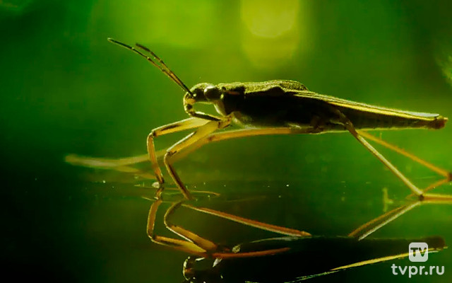 Маленькие обитатели пруда