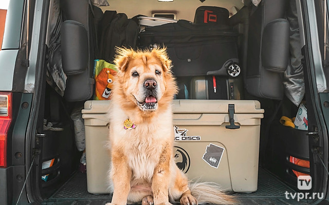 Путешествуя с животными