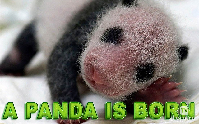 Рождение панды