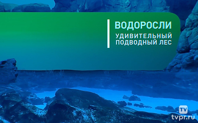 Водоросли. Удивительный подводный лес