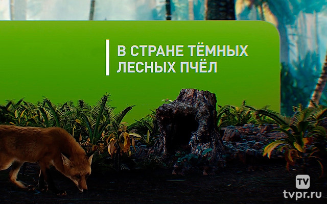 В стране тёмных лесных пчёл