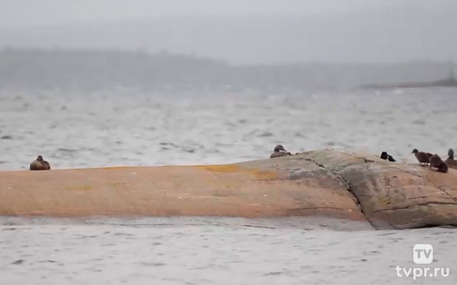 Гага обыкновенная