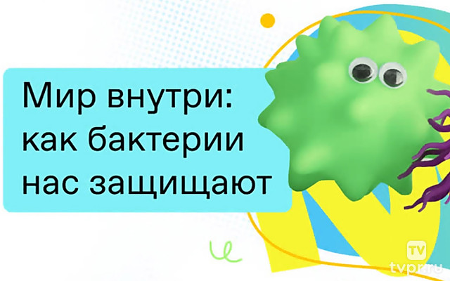 Мир внутри: как бактерии нас защищают