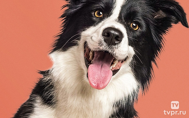 Знакомьтесь, пёс